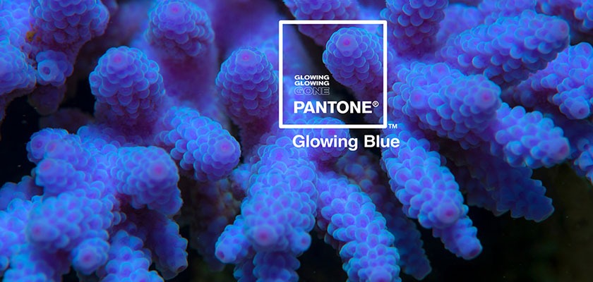 glowing-glowing-gone-adobe-and-pantone-created-a-color-that-stands-for-the-climate-change-over-corals-1